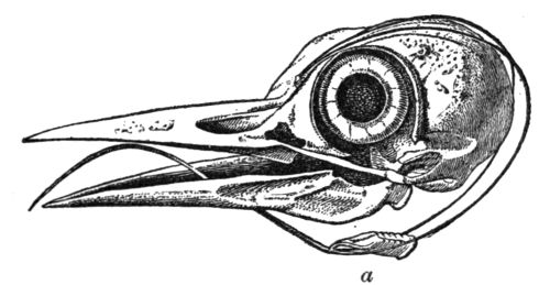 Skull of Woodpecker, showing bones of tongue.
a. Upper end of windpipe and gullet.