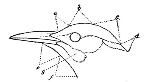 Head of a Flicker.