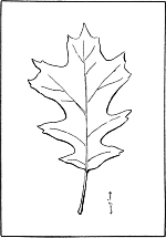 leaf