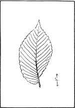 leaf