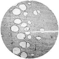 cross-section