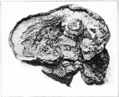 Portion of the mycelium of dry rot or tear fungus, Merulius lachrymans.