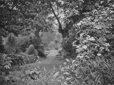 Flowering Elder and Path from Garden to Copse.