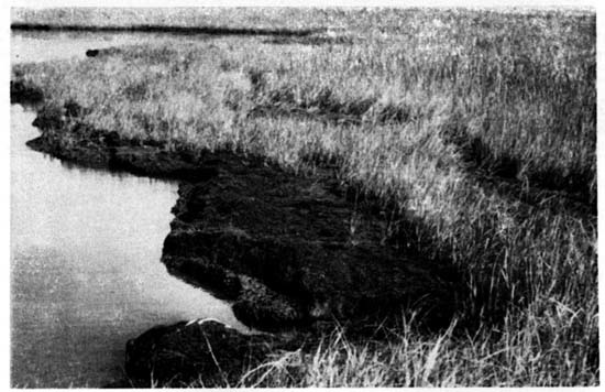 The south shore of the
Lavallette study island showing the two major driftlines and the
sparsely vegetated areas.