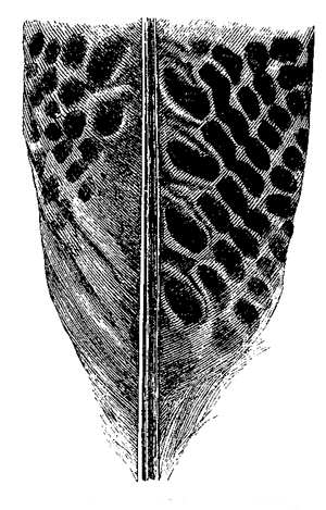 Fig. 57. Basal part of the Secondary wing-feather,
nearest to the body.