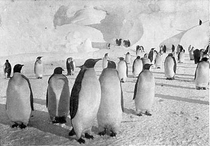 EMPEROR PENGUINS