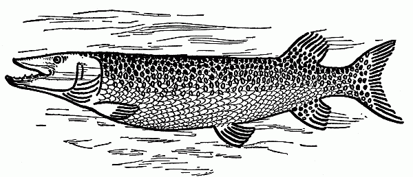 MUSKELLUNGE.