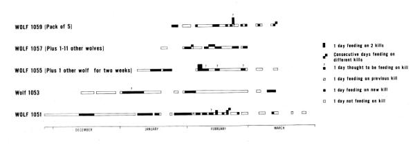 Figure 32.—Periods spent by radiotagged wolves and their associates feeding
on kills judged to be their own. This does not include periods when they
were known to be feeding on carrion.