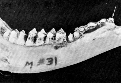 Figure 8.—Deciduous first premolar (arrow),
usually not present in deer, was found in
specimen M-31.