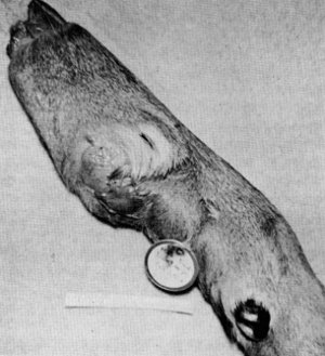 Figure 15.—Infection and fibrous mass in a front
foot of specimen M-29. (Photo courtesy of
University of Minnesota Veterinary Diagnostic
Laboratory.)