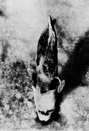 Figure 16.—Injury to left front foot of specimen
M-196. (Photo courtesy of L. D. Mech).