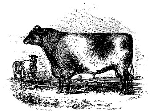 EARL SEAHAM.

The best Short-Horned Durham Bull over Three Years Old: Owned by J. M.
Sherwood and A. Stevens.