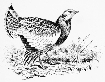 GREAT BUSTARD—"ECHANDO LA RUEDA."