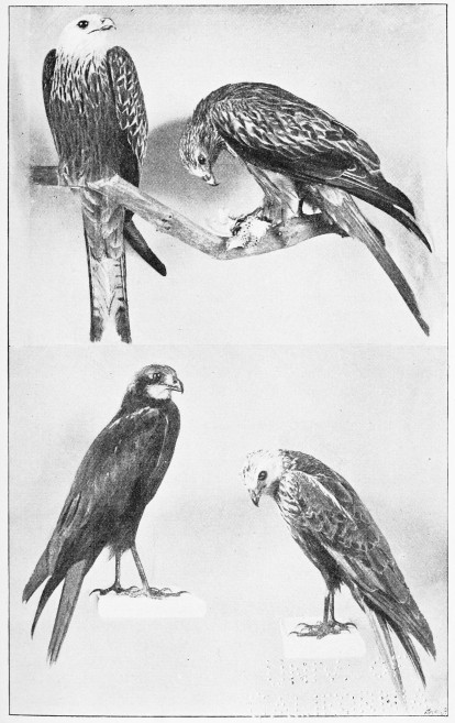 Plate XXX.

KITES AND MARSH-HARRIERS.

Page 242.