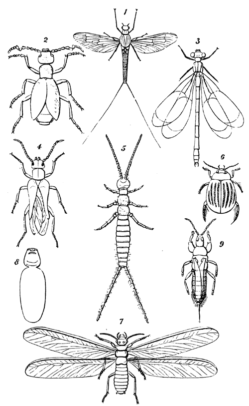 PLATE III.