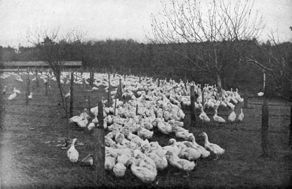 ducks in yard