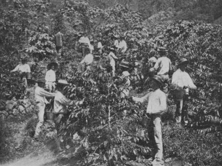 Fig. 35.—Picking Coffee.