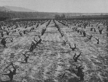 Fig. 60.—A Vineyard after being Pruned.