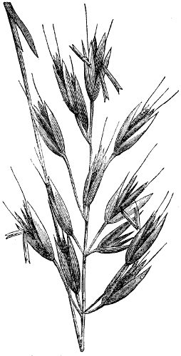 Downy wild oat