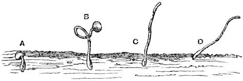 Germination of flax dodder