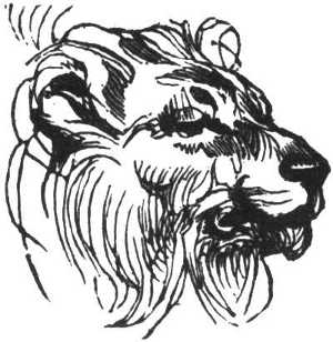 lion