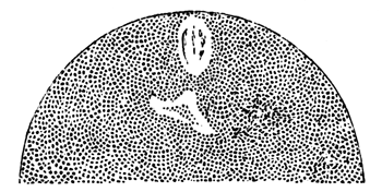 Ovum of Asterias glacialis