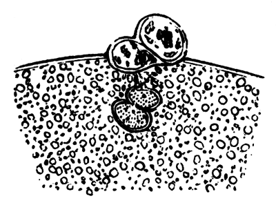 Portion of the ovum of Asterias glacialis