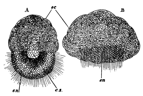 Stages in the development of Sycandra raphanus