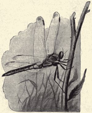 A dragon-fly.