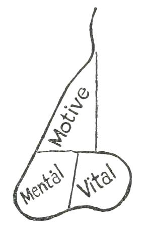 Fig. 22

THREE TEMPERAMENTS