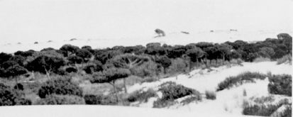 (3) A CORRAL, OR PINE-WOOD ENCLOSED BY SAND.

Three Views in Coto Doñana.