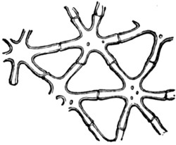 Stellate tissue