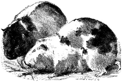 Guinea-pigs