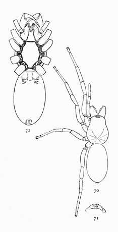 Figs. 70, 71, 72. Dysdera interrita.—70, enlarged
four times. 71, head and eyes from in front.
72, under side enlarged six times.