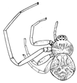 Fig. 111. Ebo latithorax, enlarged
twelve times.