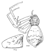 Figs. 112, 113. Tmarus caudatus.—112,
female enlarged six times. 113, left side
of the abdomen.