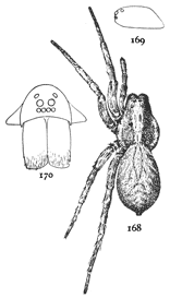 Figs. 168, 169,
170. Lycosa pratensis.—168,
female enlarged three times.
169, side of cephalothorax.
170, front of head and mandibles.