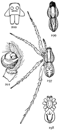 Figs. 197, 198, 199, 200,
201. Pardosa pallida.—197,
female enlarged
four times. 198, under
side of female. 199,
back of male. 200,
front of head. 201,
end of palpus of male.