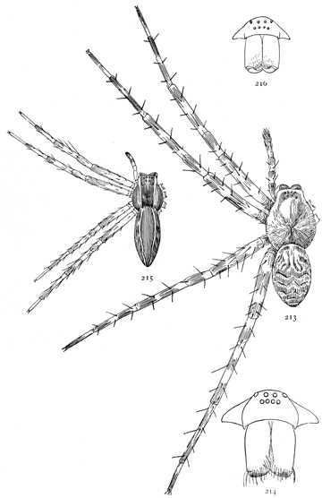 Figs. 213, 214.  Dolomedes tenebrosus.—213,
female enlarged twice. 214, front of head.