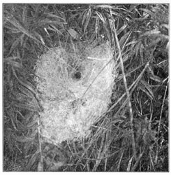 Fig. 221. Web of Agalena nævia in long grass,
seen from above. One-third the real size.