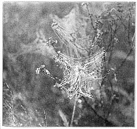 Fig. 253. Webs of Theridium in a fog,
on the tops of burnt bushes. Half the real size.
These webs are too fine to be noticed in dry weather.