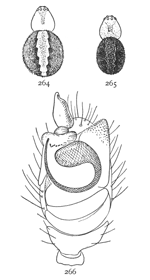 Figs. 264, 265, 266. Theridium
differens.—264, female enlarged
eight times. 265, male
enlarged eight times. 266,
end of palpus of male.