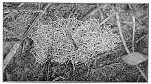 Fig. 359. Web of Erigone dentigera among stems of grass close to the ground.
About the real size.