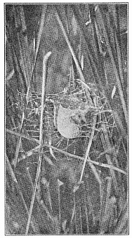 Fig. 458. Egg cocoon of Argiope transversa
in marsh grass.