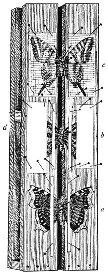 Fig. 134. A spreading-board.