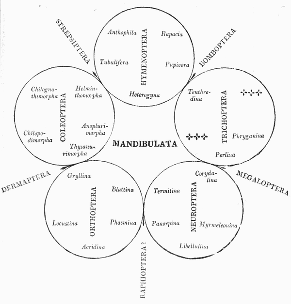 MANDIBULATA