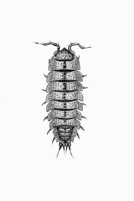 Plate VIII Haplophthalmus danicus