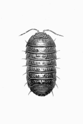 Plate XXIII Armadillidium vulgare