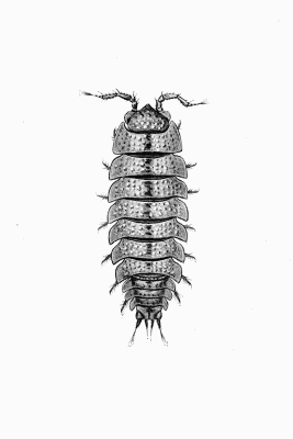 Plate IX Oniscus asellus