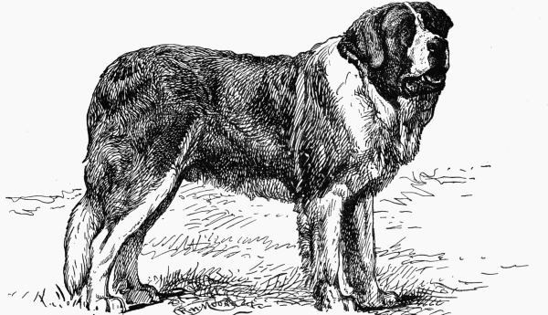 ROUGH ST BERNARD CH. "SIR BEDIVERE" S. SMITH owner.